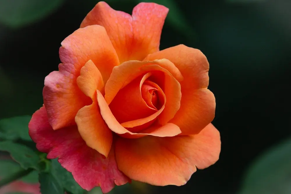 Why We Teach Botany in Fifth Grade