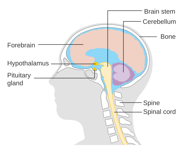 cross section diagram of the human brain