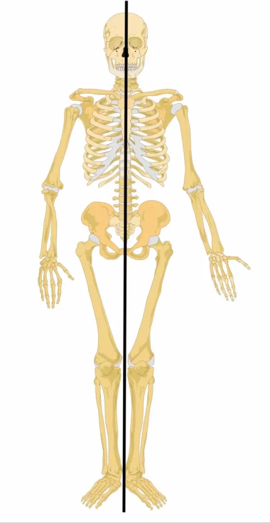 skeleton showing the vertical midline of the body, an understanding of which helps us build neuroplasticity