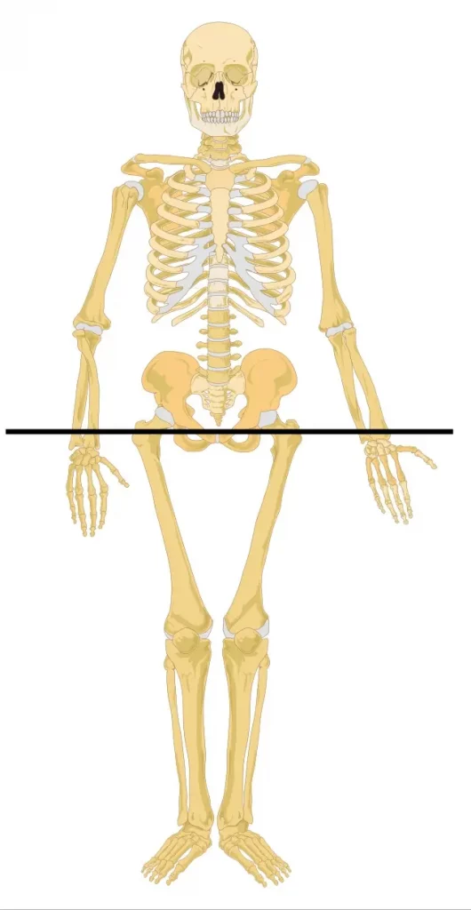 a skeleton showing the horizontal midline, an understanding of which helps us build neuroplasticity