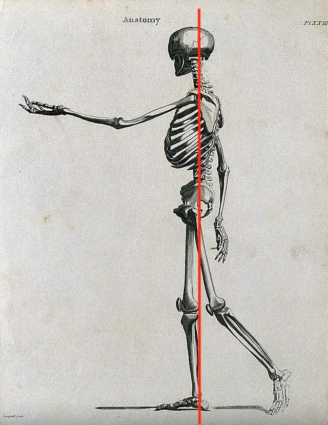 a skeleton showing the front-to-back midline, an understanding of which helps us build neuroplasticity