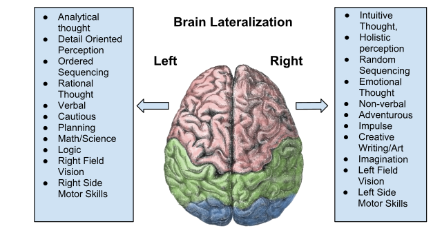 Brain Hemispheres in Education
