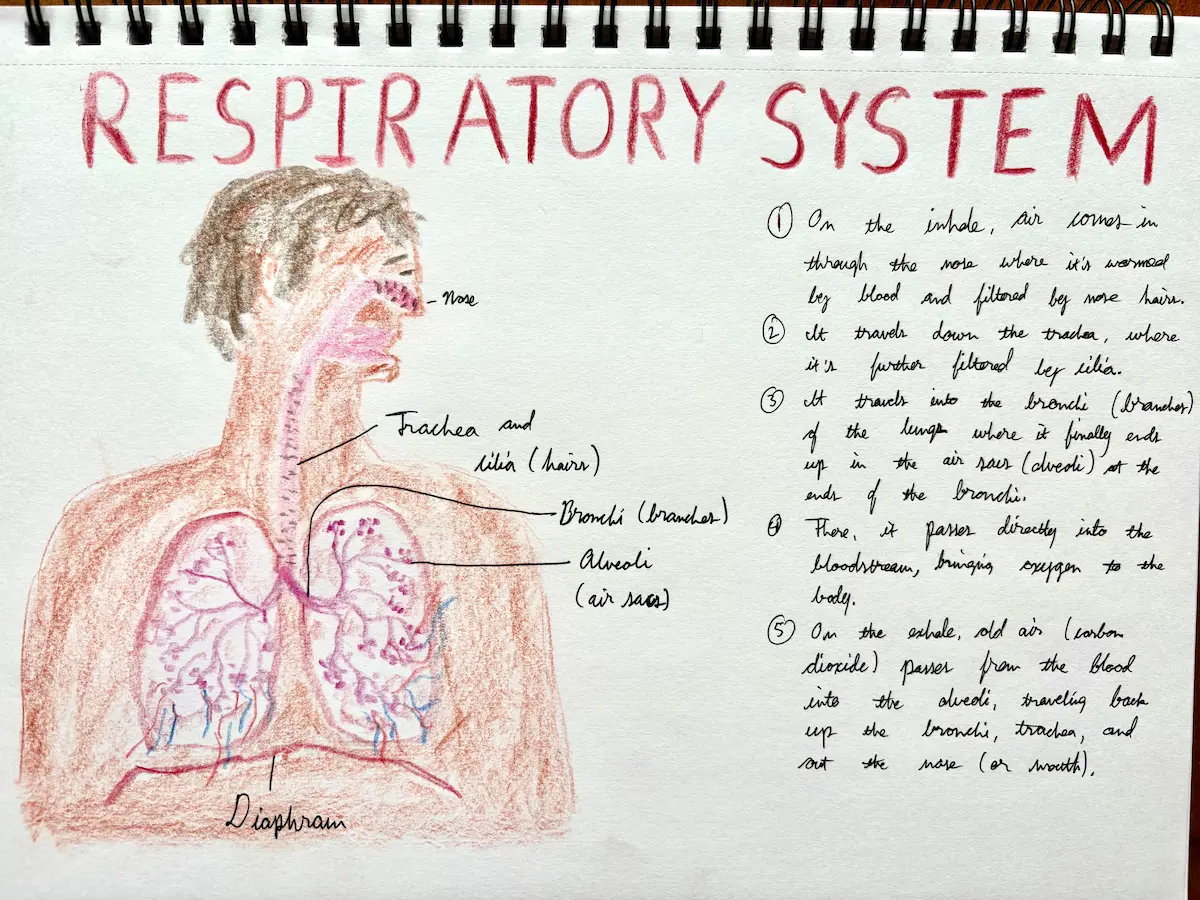 Art in Waldorf Education